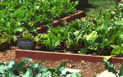 kitchen-garden3