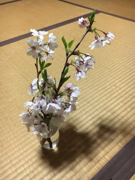 桜