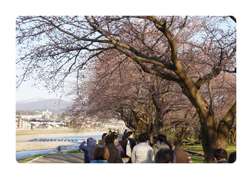 花見風景2