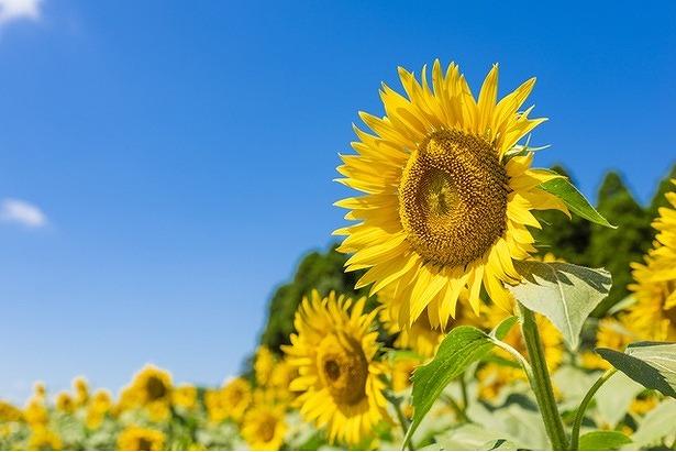 嗚呼、夏休み